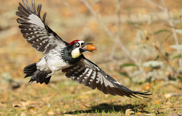 Paul Bannick | A Year in the Life of North American Woodpeckers