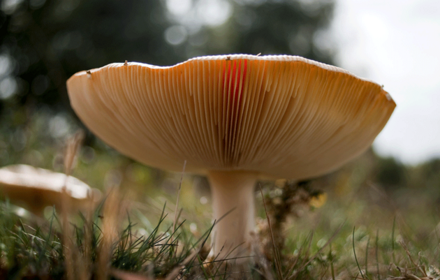 Guided Nature Walk | Mushrooms