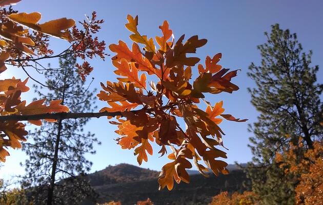 Science, Nature, and a Biscuit | Seward Park's Garry Oaks