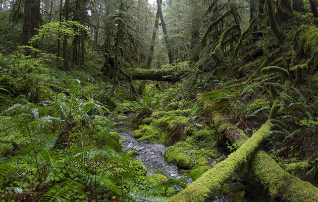 Science, Nature, and a Biscuit - Born of Fire and Rain | Peg Herring