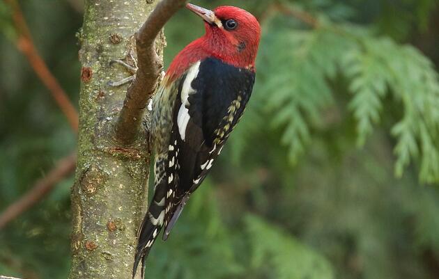 Morning Treats & Tweets Guided Bird Walk