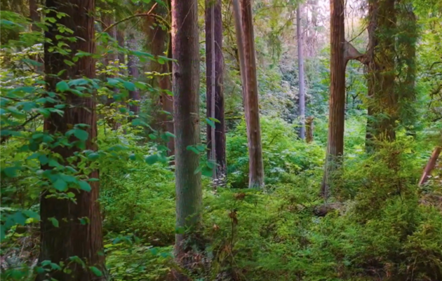 Guided Nature Walk | Quiet Walk Event