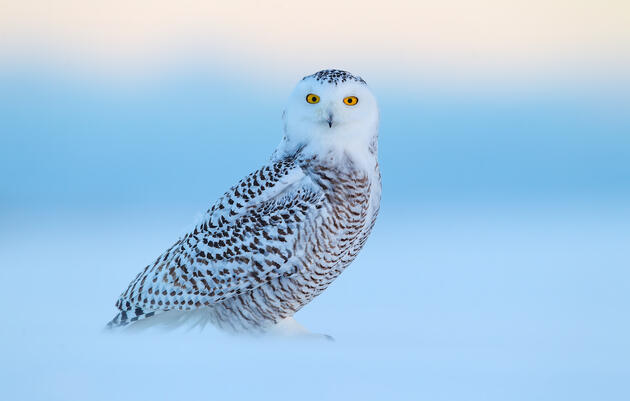 Paul Bannick | Snowy Owl 