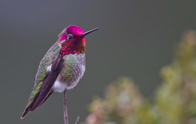 Hummingbirds at Home