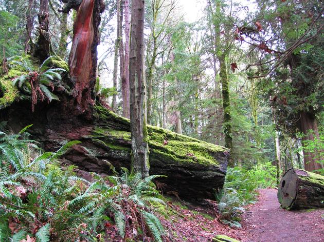 Seward Park's Ecosystem