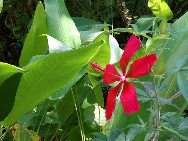 Plants and Trees of Seward Park