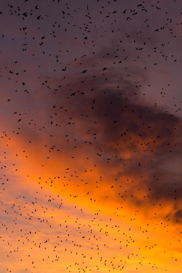 Purple Martins photo by Keith Kingdon Purple Martins photo by Keith Kingdon