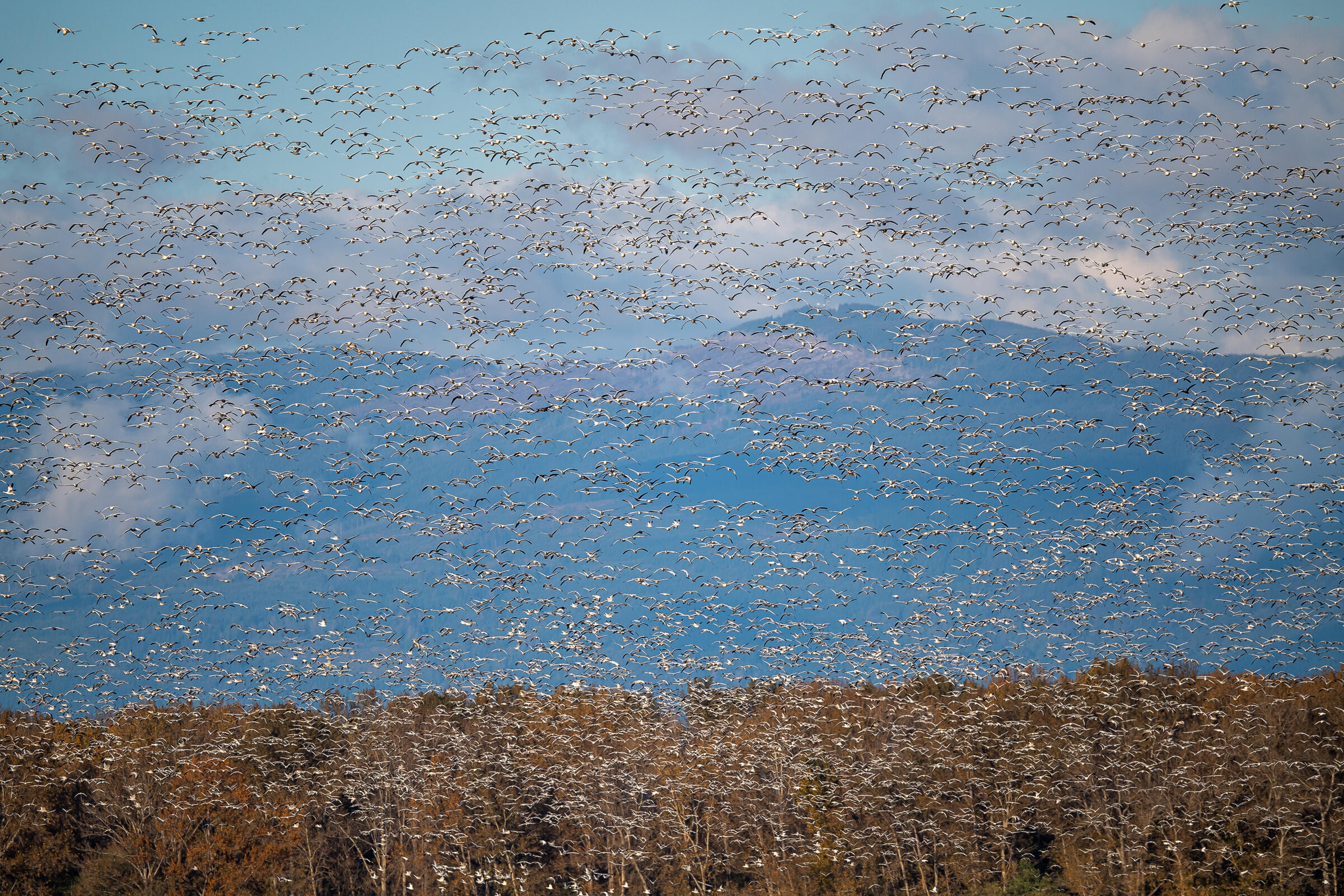 Snow Geese photo  by Kazuto Shibata